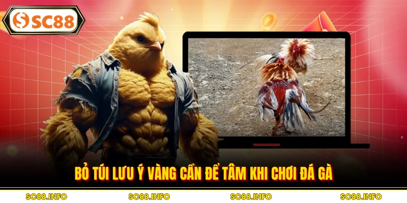 Bỏ túi lưu ý vàng cần để tâm khi chơi đá gà
