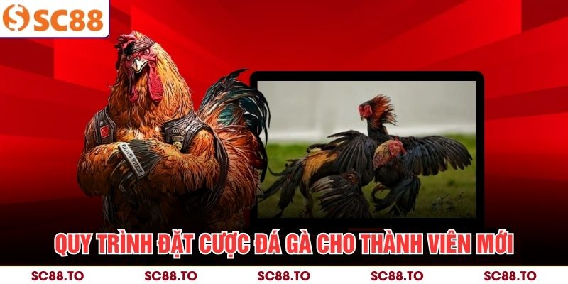 Quy trình đặt cược đá gà cho thành viên mới